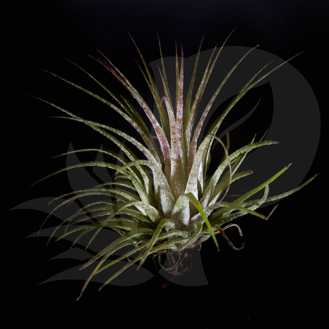 Tillandsia ionantha Zebrina, beautiful airplant for sale