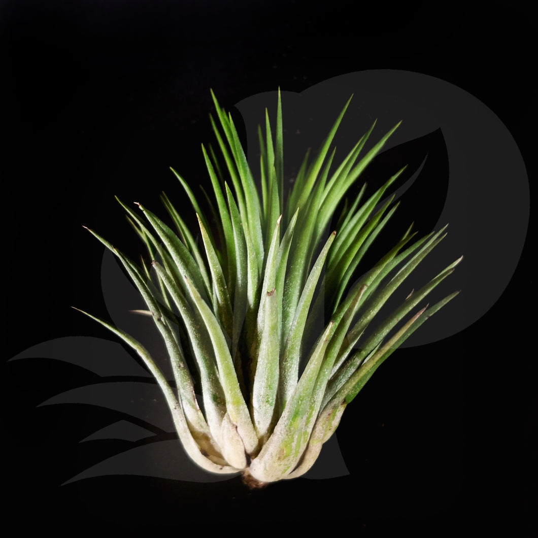 Tillandsia ionantha Guatemala, beautiful airplant for sale