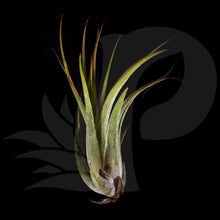 Tillandsia kolbii, beautiful airplant for sale