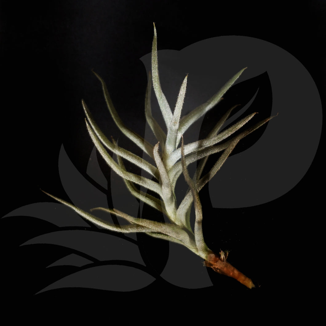 Tillandsia paleacea, beautiful airplant for sale