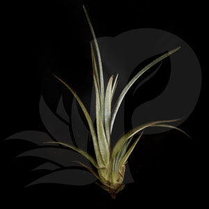 Tillandsia albertiana x edithae beautiful airplant for sale