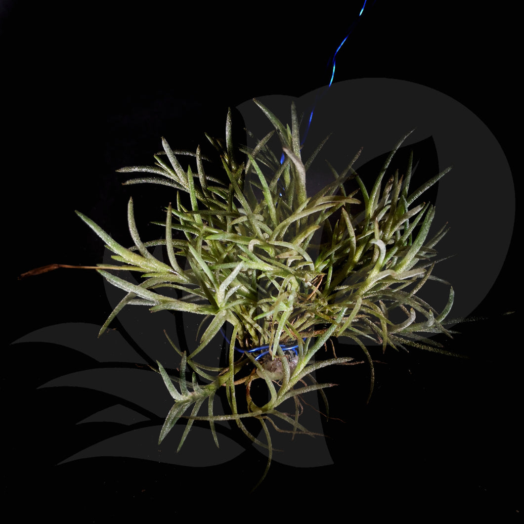 Tillandsia capillavies, beautiful airplant for sale