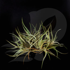 Tillansia bandensis beautiful airplant for sale