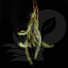 Tillandsia tricholepis, beautiful airplant for sale