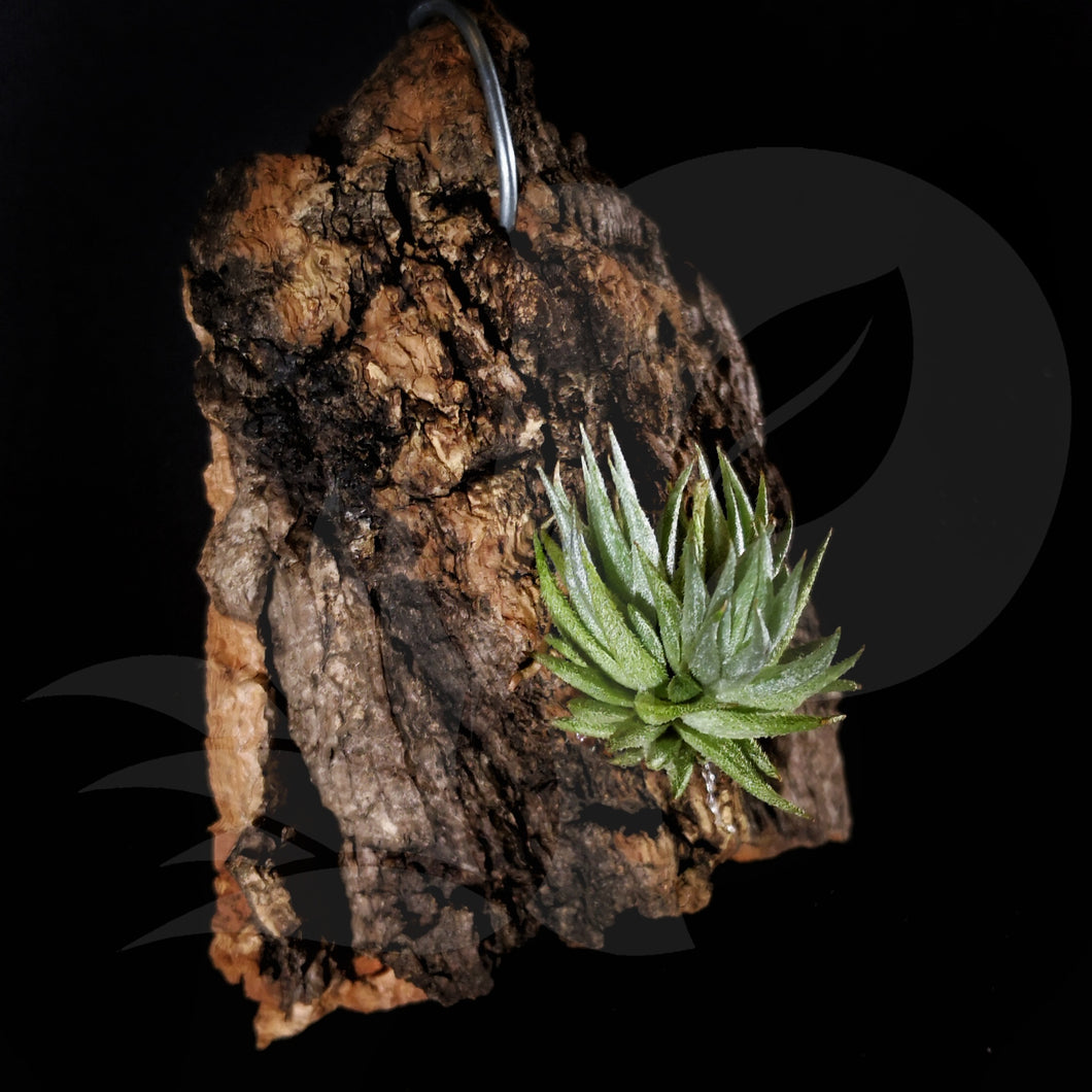 Tillandsia loliacea on drift wood, beautiful airplant with accessory for sale