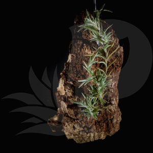 Tillandsia capillaris pitchfork on rock, beautiful airplant for sale