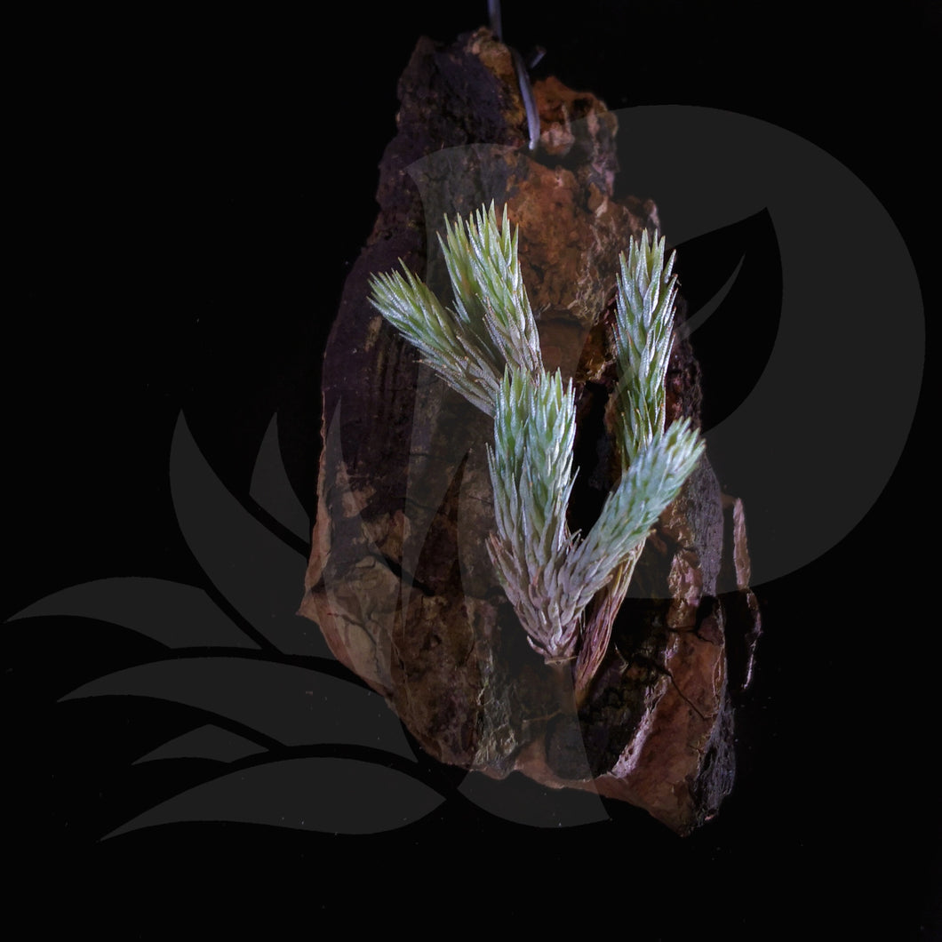 Tillandsia bryoides beautiful airplant for sale