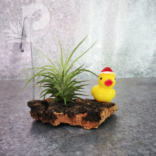 Christmas Airplant Tillandsia Decor