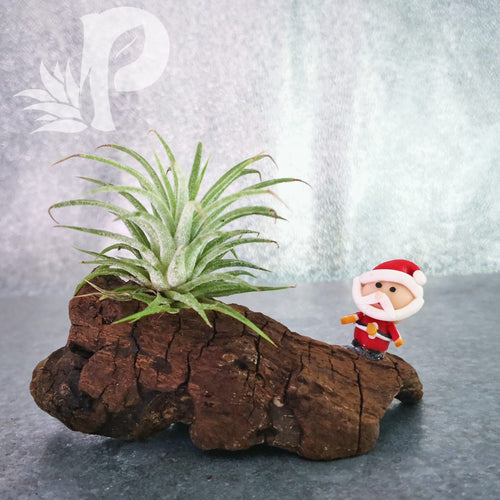 Christmas Airplant Tillandsia Decor