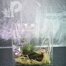 Christmas Airplant Tillandsia Decor